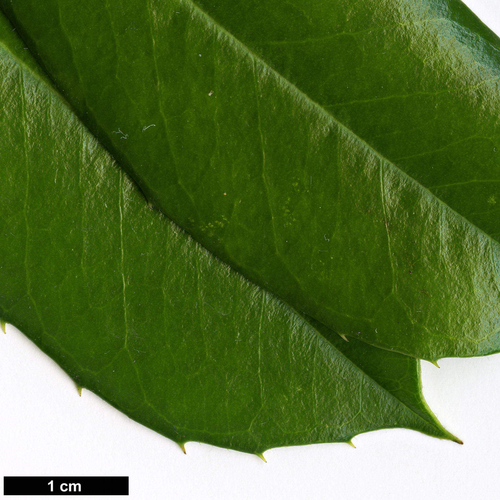 High resolution image: Family: Aquifoliaceae - Genus: Ilex - Taxon: cassine - SpeciesSub: × I.cumulicola '580 Lady'